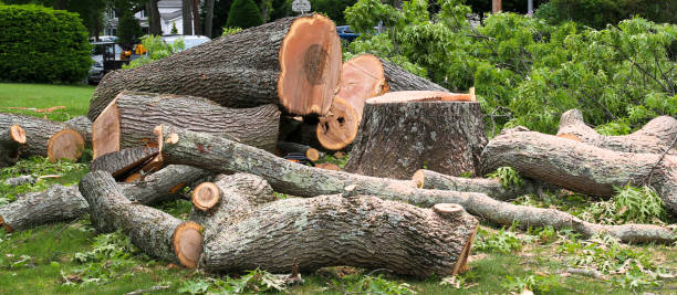 Perham, MN Tree Services Company